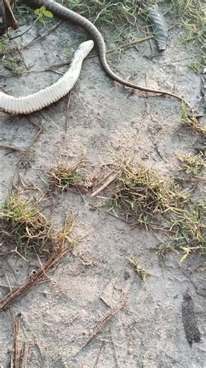 The snake was eating the fish in my pond.
