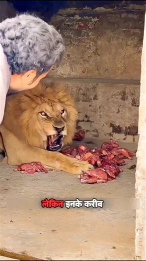 शेर ने ज़ूकीपर पर हमला कर दिया | Lion attacks zookeeper | #animals #wildlife #zoo #lion | #shorts