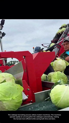 Cabbage Harvesting Process with Modern Machinery 🥬