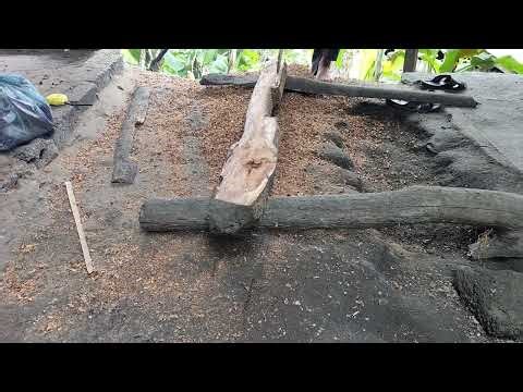 The farmer and the roar of the chainsaw, labor creating value from calloused hands. #FarmerLife