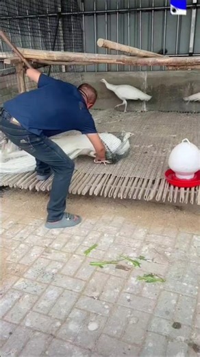 Rare White Peafowl Catching #peafowl #peacock #pavoreal #birds