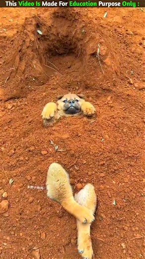 The Tommy 😨 | New Viral Gadgets,Smart Appliances, Kitchen Utensils/ Home Inventions