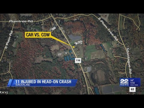 11 injured after vehicle strikes cow, causing head-on crash in Sunderland
