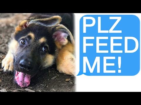 r/Relationships Boyfriend Tried to Starve My Dog to Death