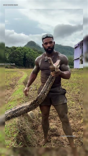 This cat's face when the python appeared 💀 #CatFails #Scared #Shorts
