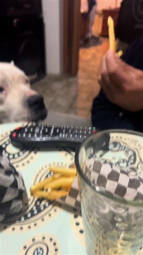 Dogo Argentino: ¿Raza Peligrosa? La Verdad Detrás del Mito ❤️