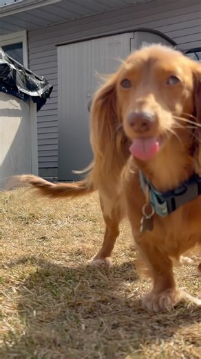 Do you love it 🐶❤️‍🔥🐾 #wrigleywednesdays #milliemondays