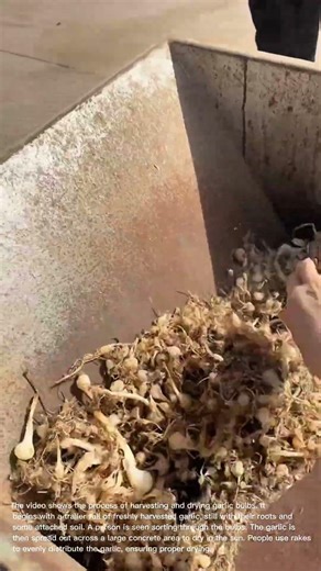 Harvesting and Drying Garlic Bulbs: From Trailer to Field