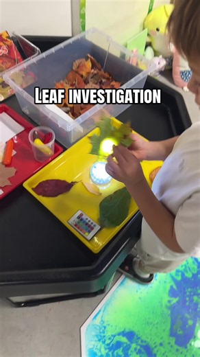 Preschool Leaf Investigation: A Simple Fall Science Activity