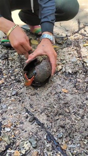 Rescuing a Trapped Crab from a Coconut Shell! 🦀