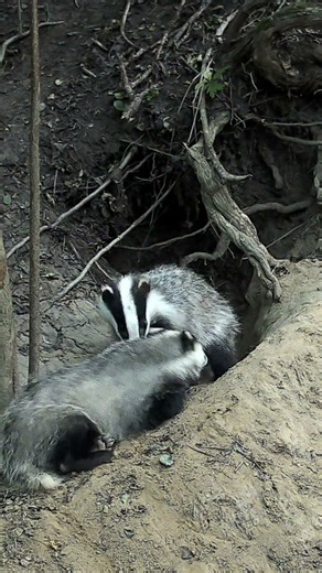 Secret life of badgers