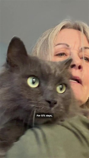 A cat named Turtle escaped from his home in 2025 and, after more than a year and half of searching, he turned up six miles away in a different state.