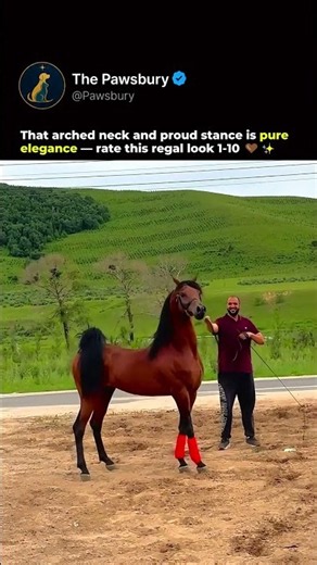 Arabian Horse Shows Regal Pose 🤎 #shorts