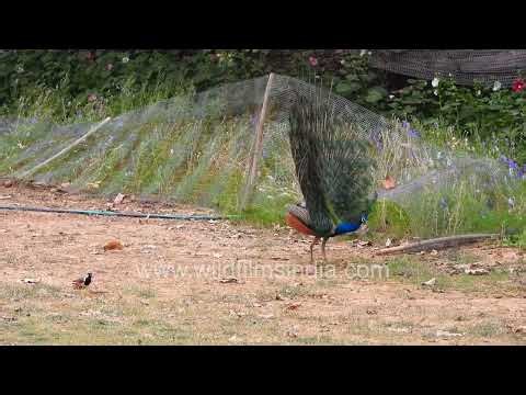 Peacock displays to peahen in the wild in India