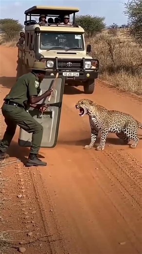 tiger attack rescue team 😱 #lion #tiger #attack