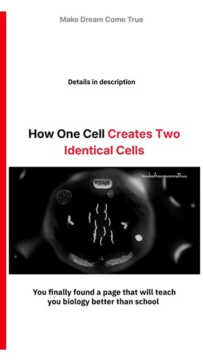 🧬 How One Cell Creates Two Identical Cells 🔬| MDCT