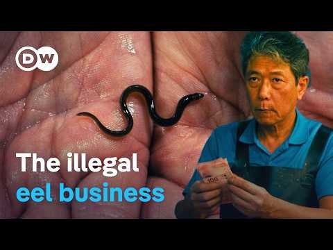 On the smugglers’ trail - Making billions from tiny eels | DW Documentary