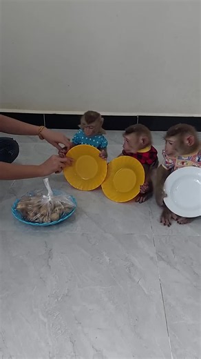 Monkey bibi latest video #cutemonkey #babymonkey #animal #monkeysoftiktok #Foryou