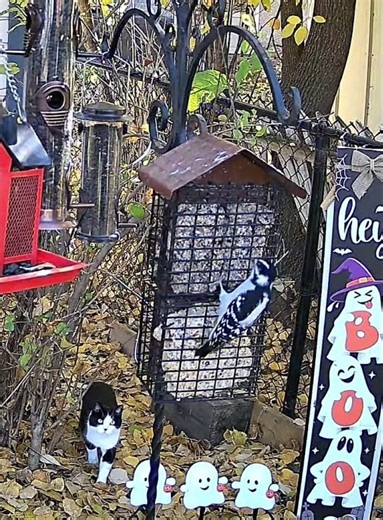 🐱🐦 Nice Try Figaro! The Woodpecker Saw Right Through You! 😂