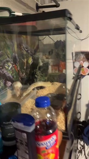 endangering your animal and the feeder for clout is just so gross. The snake could face serious injuries and possibly be killed if the rat decided to stop being chill. rats are opportunistic, and not only that, they WILL fight.take the feeder out of the tank. not that hard.