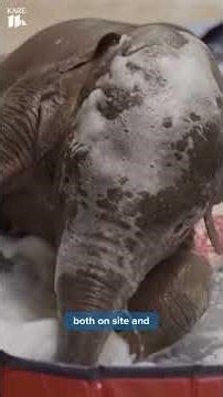 Smithsonian National Zoo debuts baby elephant on Earth Day