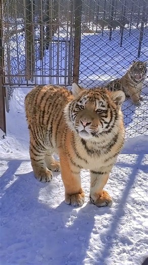 Siberian Tiger Cute to Deadly 🐯 #shorts #tiger