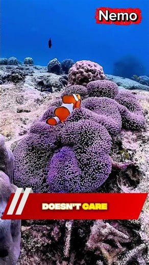Did you know 😱 😱 Meet Nemo: The Tiny Fish with a Big Ocean Secret#didyouknow #ocean #nemo