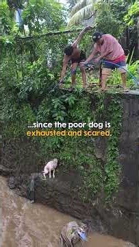 He Was Trapped In The Creek, But Then This Happened