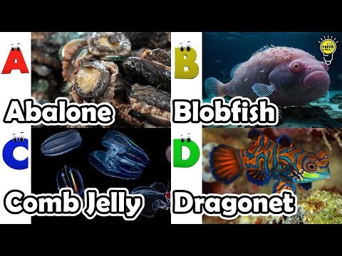 Learn Ocean Animal Names | ABC Sea Animals song | Most Popular Sea Creatures | Alphabets Kids Song