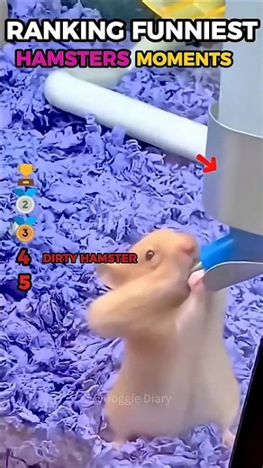 Funniest hamster ranking moments! 😂😂 #funny #hamster #moments #shorts