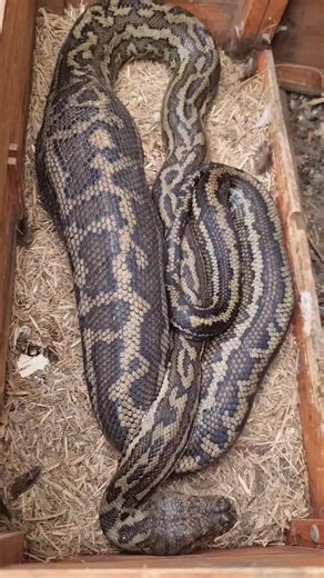 Carpet Python Eats' Chicken Easily! It doesnt really matter if its a large chicken or a rooster, big carpet pythons are more than capable of easily swallowing them whole. This is a perfect example of that! Please make sure your chicken coops are completely snake proof! | Sunshine Coast Snake Catchers 24/7