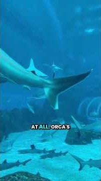 How orcas hunt with strategy