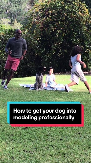 How to Get Your Dog into Commercials and TV Shows