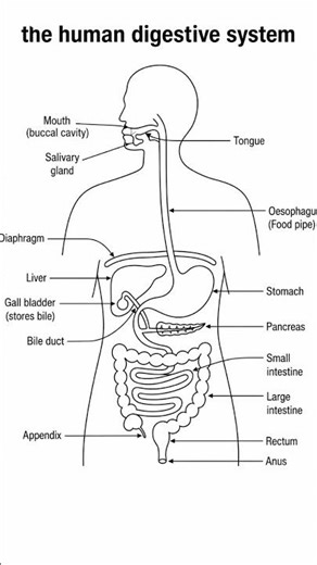 Human Digestive System Diagram | Class 10 Biology | Easy Explanation
