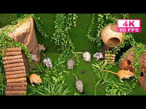 Mouse Videos for Cats 🐭 Mice Scurry Around a Mossy Playground (4K - No Ads) 🐾