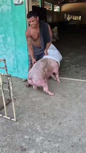 Farmer Moves a Pig Using an Unusual Method!