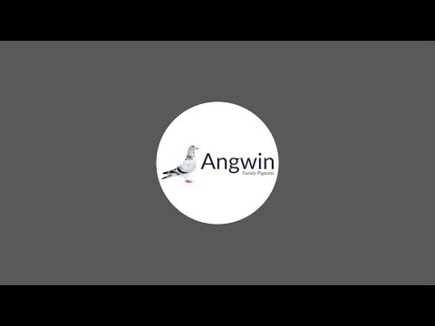@AngwinFamilyPigeonsRacing our racing pigeons at Pigeon Race from Honiton 25/04/26