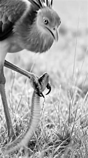 Watch this incredible wildlife moment as a Secretary Bird hunts and captures a snake in the wild