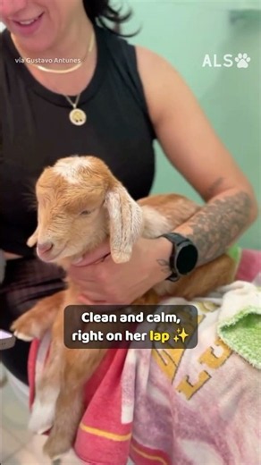 Cyclist follows a tiny cry and rescues a mud-covered baby goat 🐐❤️ #GoatRescue #AnimalRescue #Hear