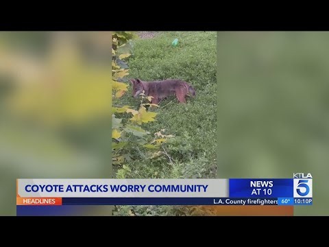 Laguna Woods residents concerned over coyote attacks