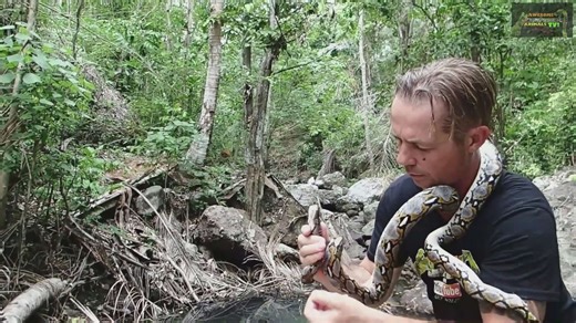 Discovering massive reticulated python during rescue operation