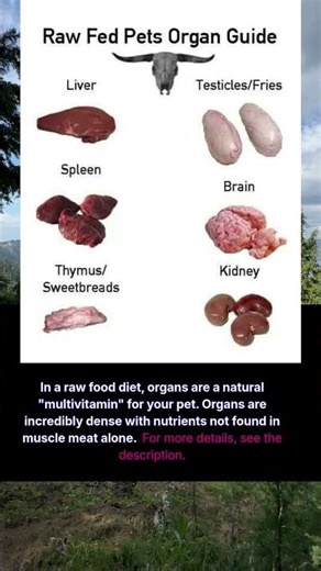 raw fed pets organ guide