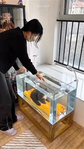 This Cat Finally Became a Fish 🐟😺