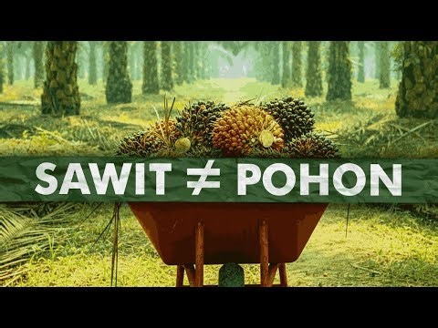 Jangan Kecewa, Sawit Memang Pohon! | Tentang Kelapa Sawit