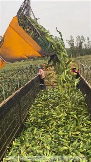 More Than Just Satisfying! The Hardcore Logic of Harvest Unloading