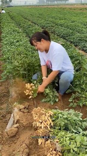 Why Are Chinese Farmers Growing So Much Peanuts? #facts #trending #ytshorts