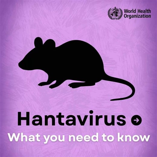 Hantaviruses are zoonotic viruses that naturally infect rodents and can occasionally spread to people.Here’s what you need to know about #hantavirus: What they are, how they spread, the symptoms, and how to prevent infection