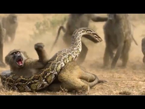 When a Monkey Faces a Giant Snake | Nature’s Brutal Fight