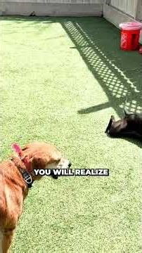 Stop Rushing Fighting Dogs