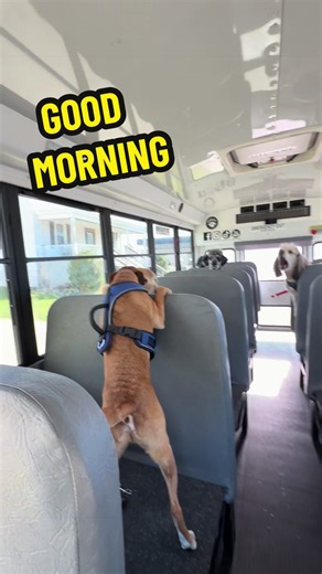 K9 Dog Training & Services: Running, Protection, Walking